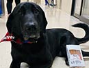 Donor dog Oliver