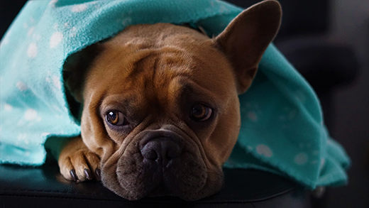 Dog in blanket