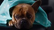 Dog in blanket