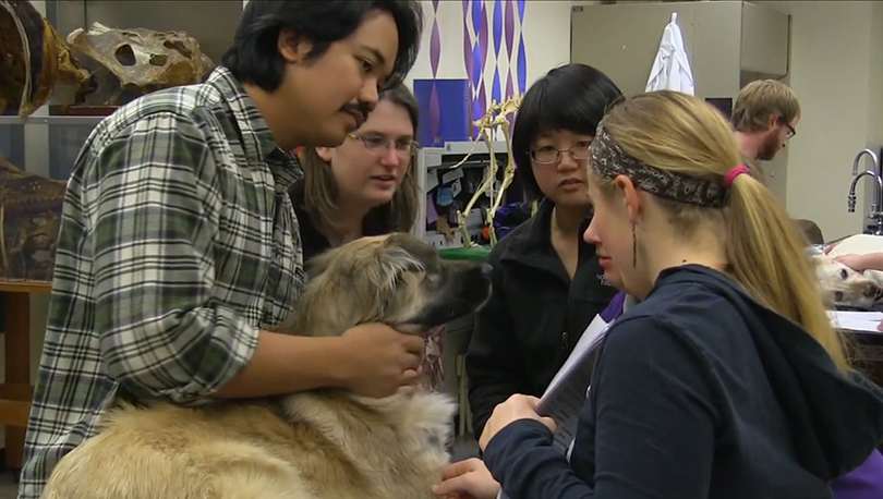 Students participate in a canine lab
