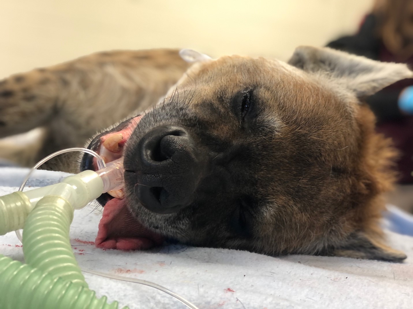 Charlie the hyena undergoes a procedure