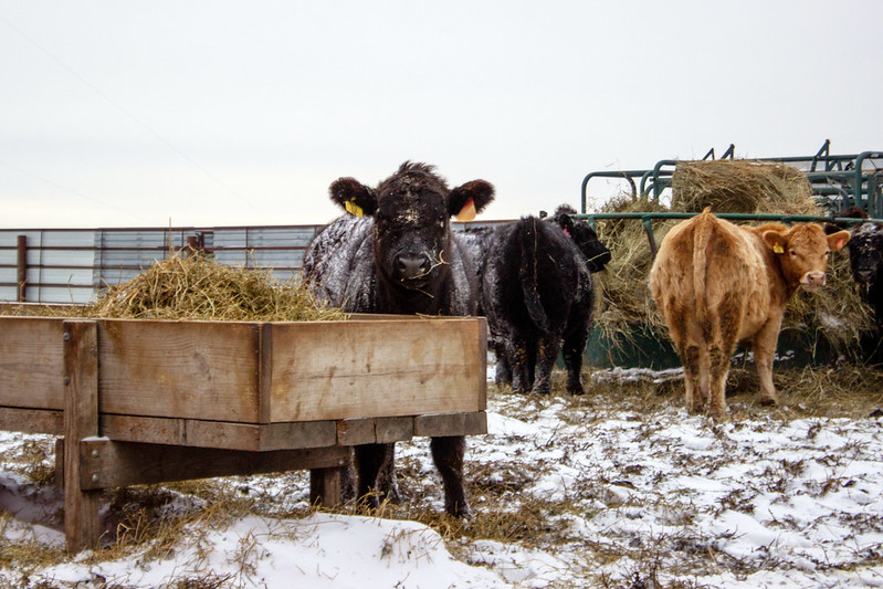 Cattle in cold