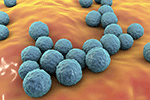 Enterococcus bacteria
