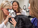 Dr. Jessica Meekins exams a dog