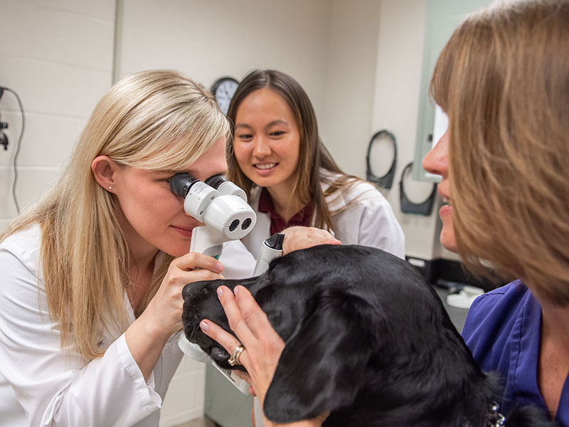 Dr. Jessican Meekings give eye exam to a canine