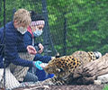 Zookeeper and Dr. Jasmine Sarvi vaccinate Amur Leopard