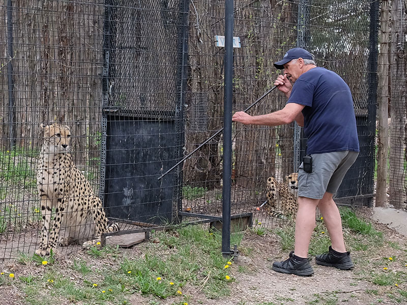 Zookeeper Kirk Nemechek blowdarts a COVID vaccine on a cheetah