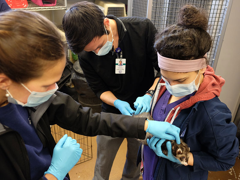 Dr. Sara Gardhouse supervises Dr. Christopher Clarkston and Dr. Jasmine Sarvi vaccinate a ferret