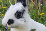 Rabbits - stock photo