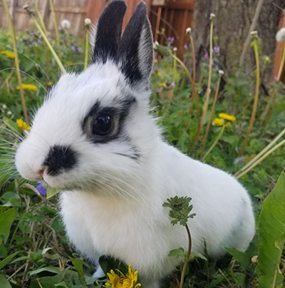Rabbit - stock photo