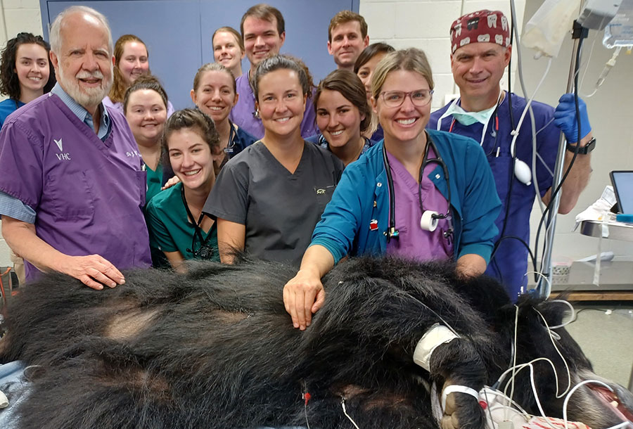 Sloth bear gets a root canal