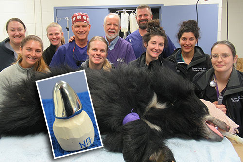 VHC team implants crown on Sunset Zoo sloth bear