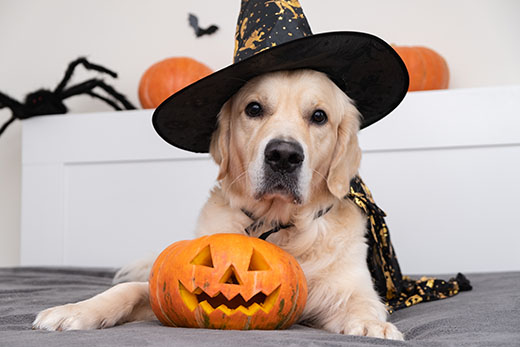 Halloween doggo