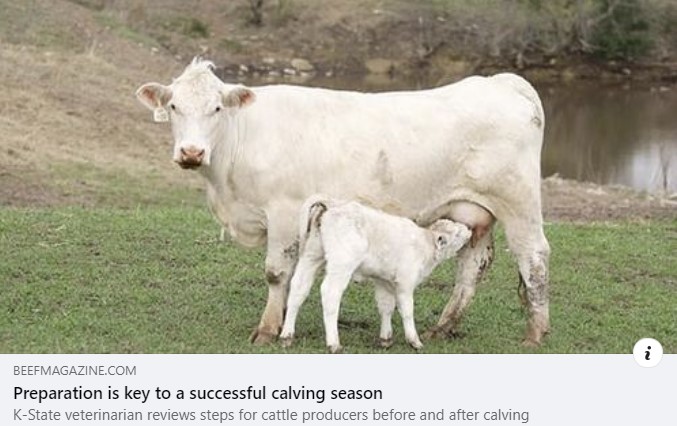 Calving season - stock images