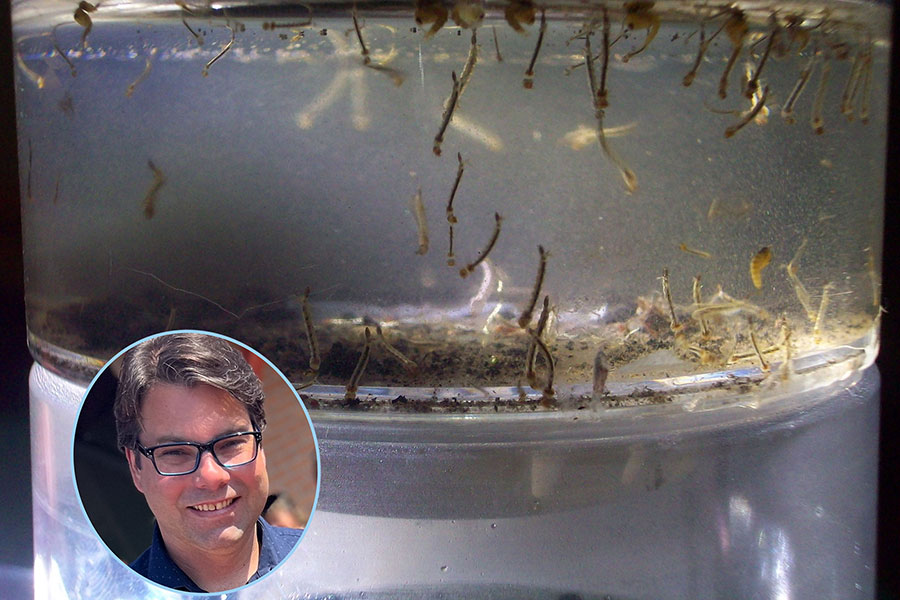 Mosquito larvae - with Dr. Jayme Souza-Neto