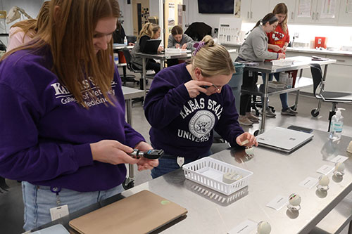 Veterinary students look at eyeball models