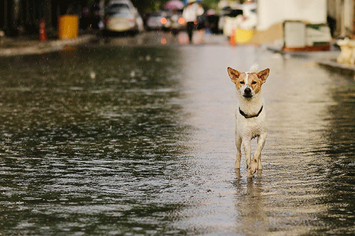 A dog wades through a flooded street, water reflecting the surrounding buildings and trees.