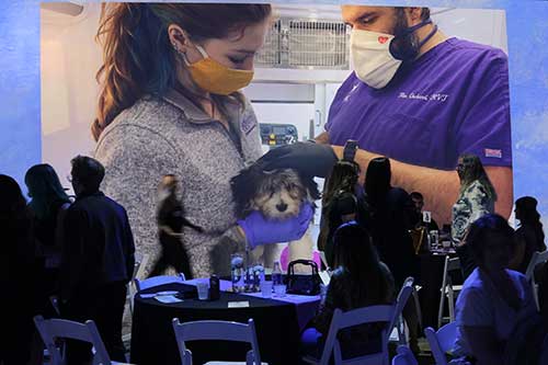 A slide show rotates through a variety of photos from the last 10 years of the Shelter Medicine program