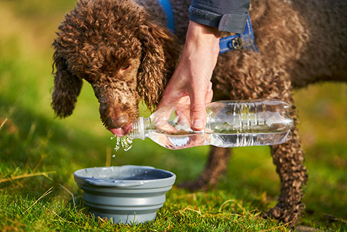 Dog drinking water outside from bowl