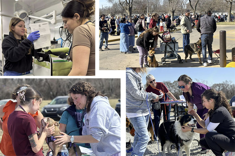 Shelter Medicine collage