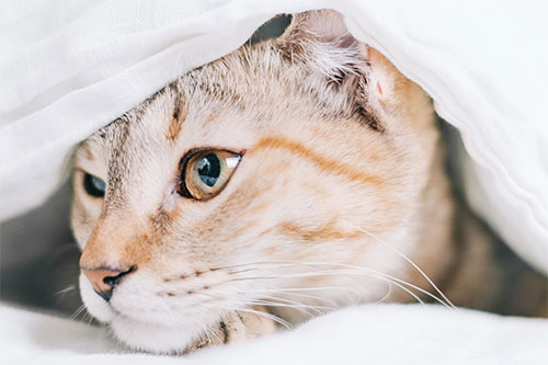 kitty cat
