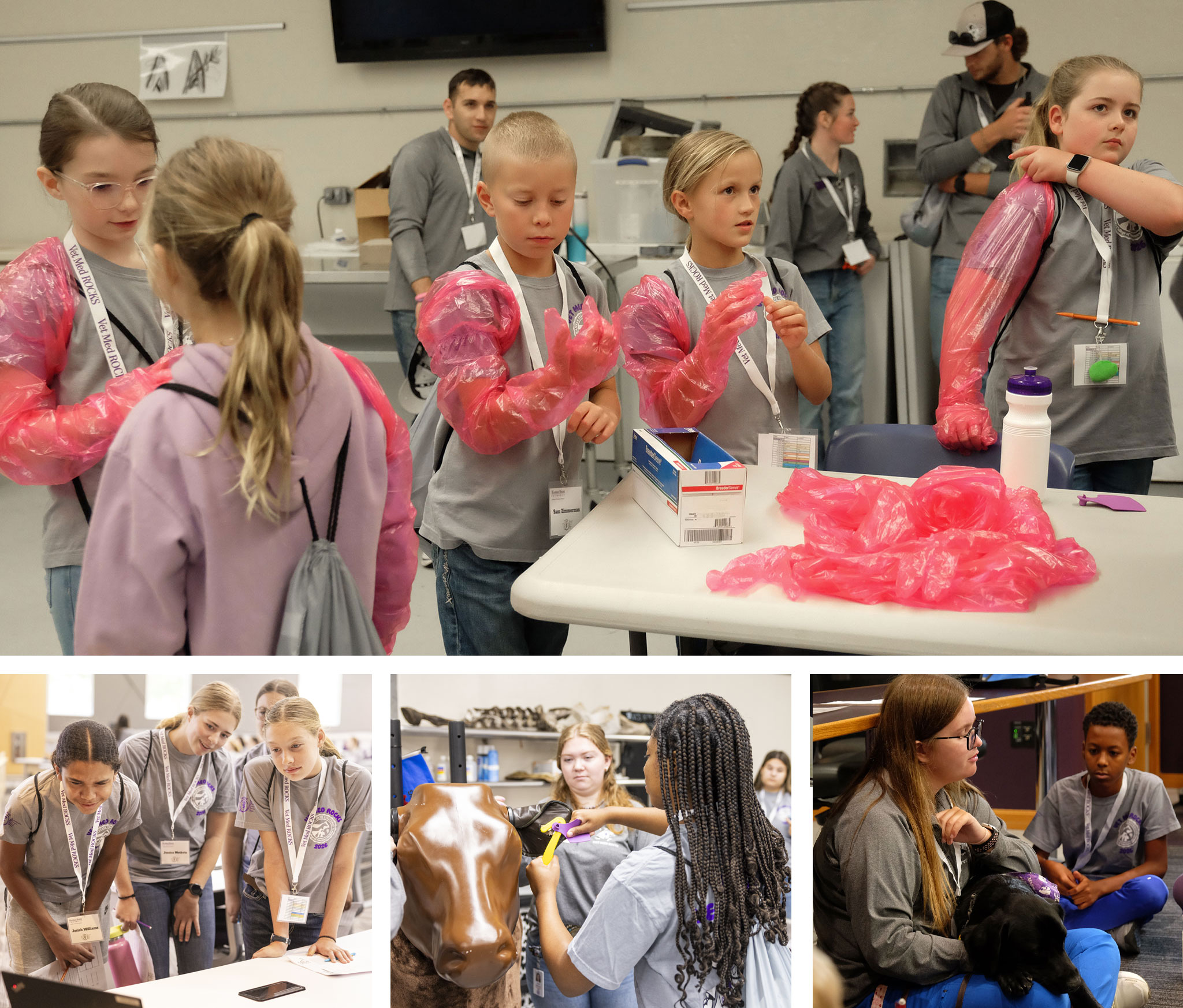 Collage of activities from Vet Med ROCKS day camp for grade school, middle school and high school students
