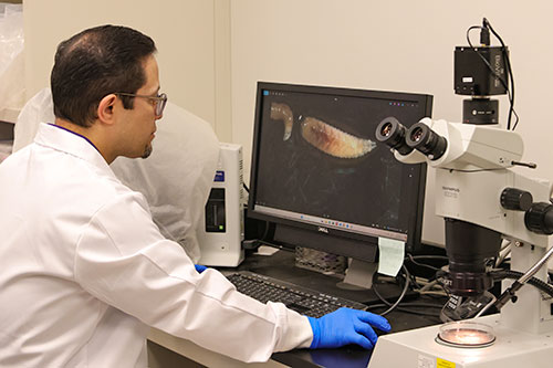 Researcher looks at screwworm larvae under a microscope
