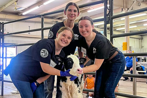Three students pose with a newborn calf