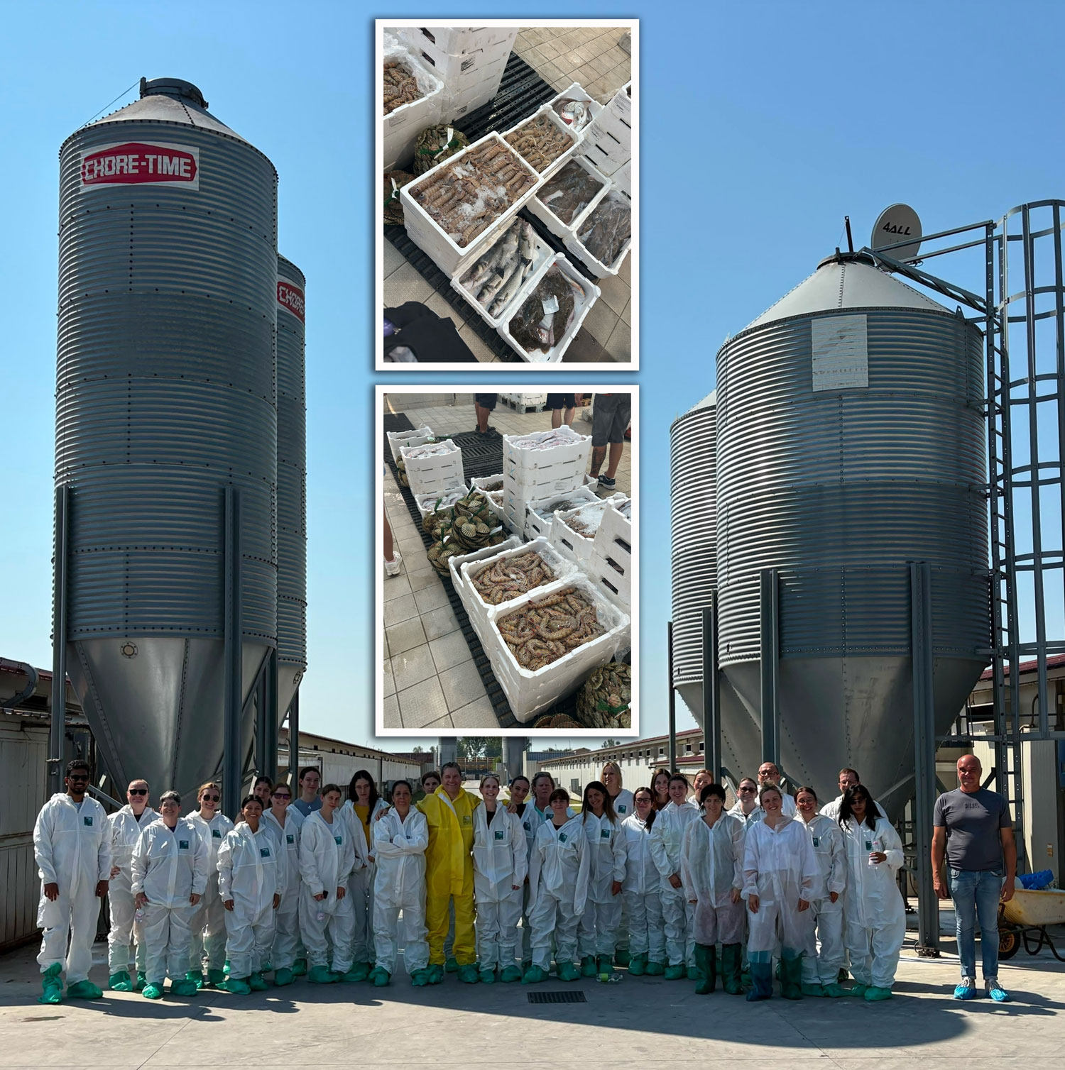 Fish processing plant collage