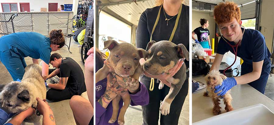 Collage with dog examinations