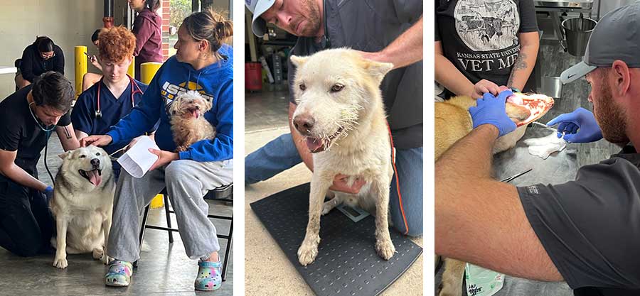 Collage with dog examinations