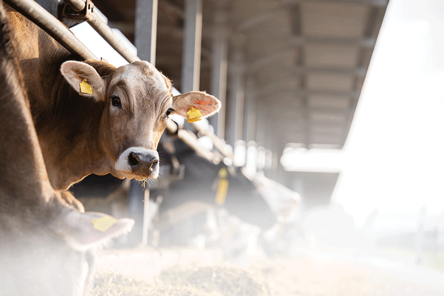 A cow stands in a stall surrounded by hay, showcasing a typical farm setting.