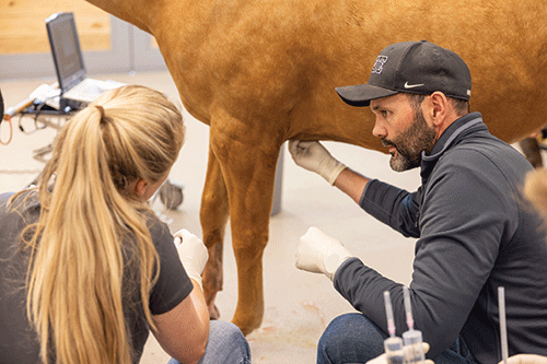 A man and woman are inspecting a horse together, engaged in conversation about its health and appearance in a stable area.