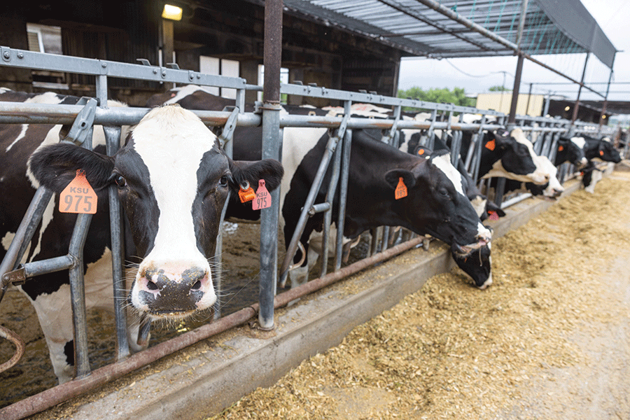A group of cows standing together in a pen, surrounded by wooden fencing and green grass.