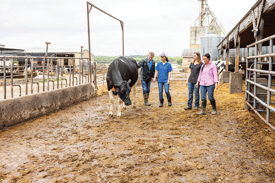 Five individuals stand in a circle around a cow, engaging with it in a outdoor setting.