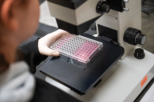 A person studies a pink object under a microscope, focused on the details.