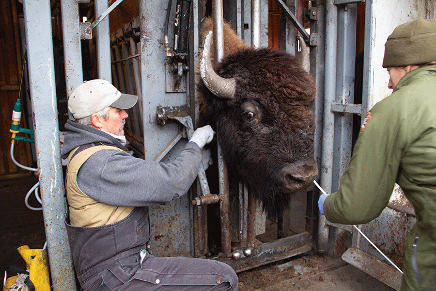 A man stands holding a bison, showcasing a unique interaction between human and animal in a natural setting.