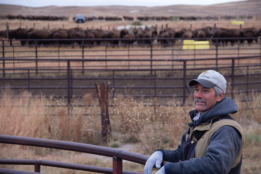 A man poses in front of a fence, with a herd of bison visible in the background on a farm.