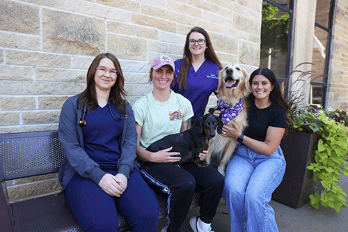 Four women and two dogs sit together on a bench in a park, enjoying a sunny day and each other's company.