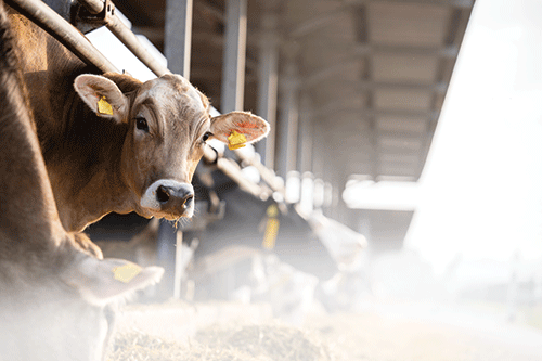 A cow stands in a pen surrounded by hay, showcasing a rural farm setting.