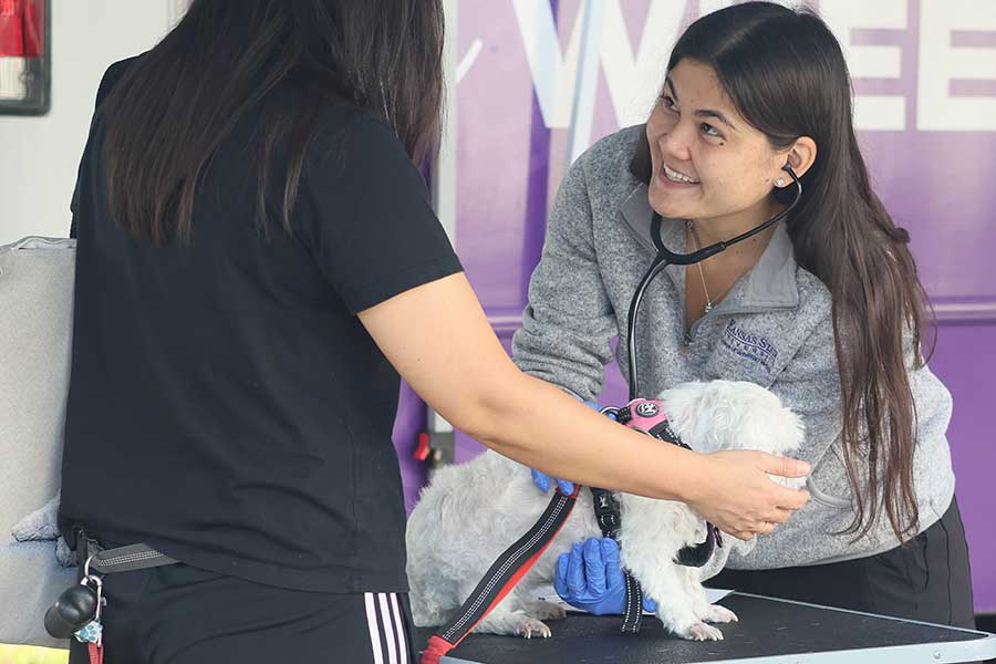 Veterinary students conducts physical exam on dog
