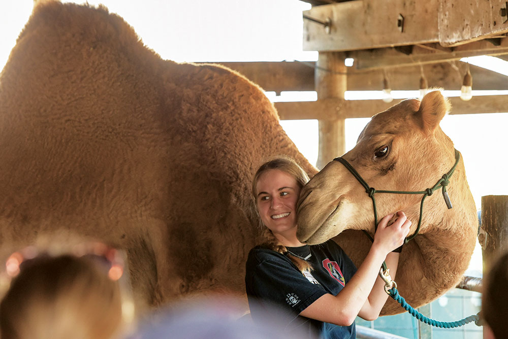 A woman is examining a camel.