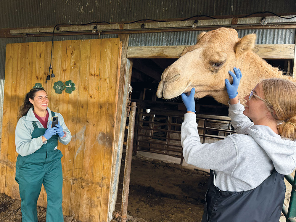 Two girls are standing next two a camel while it is receiving its physical exam.