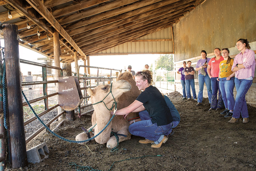A student is learning how to couche the camel.