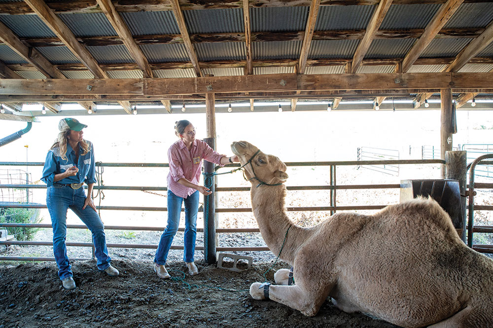 two women stand by a camel