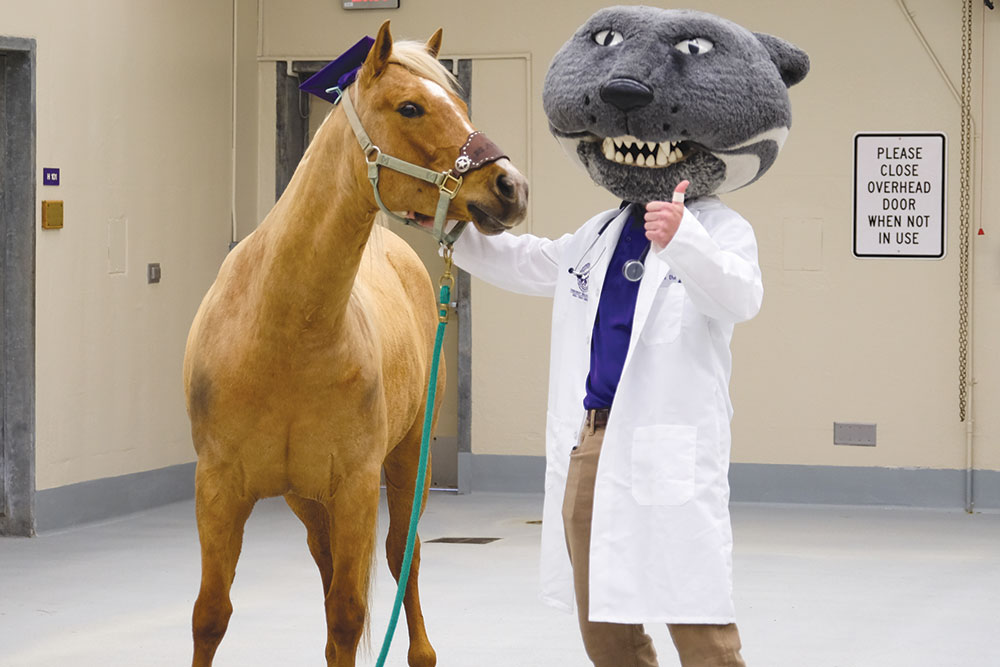 Willie the Wildcat stands with Malibu, a horse.