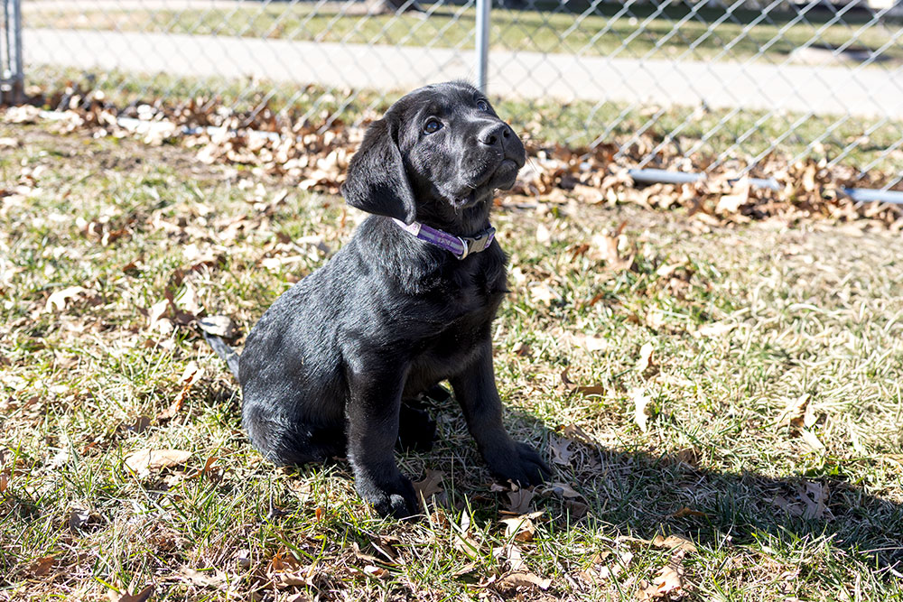 Ace sitting in the grass