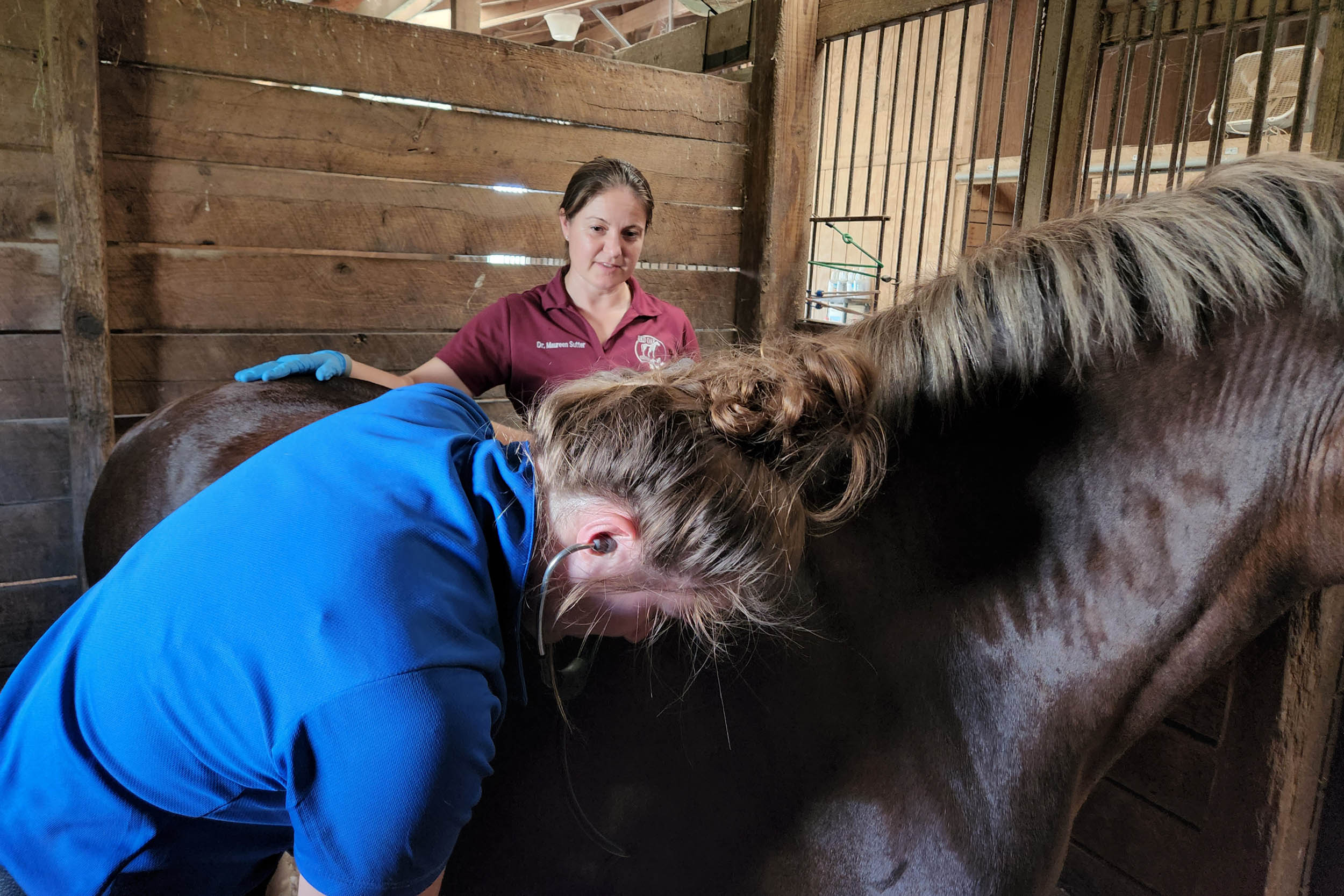 equine mentorship