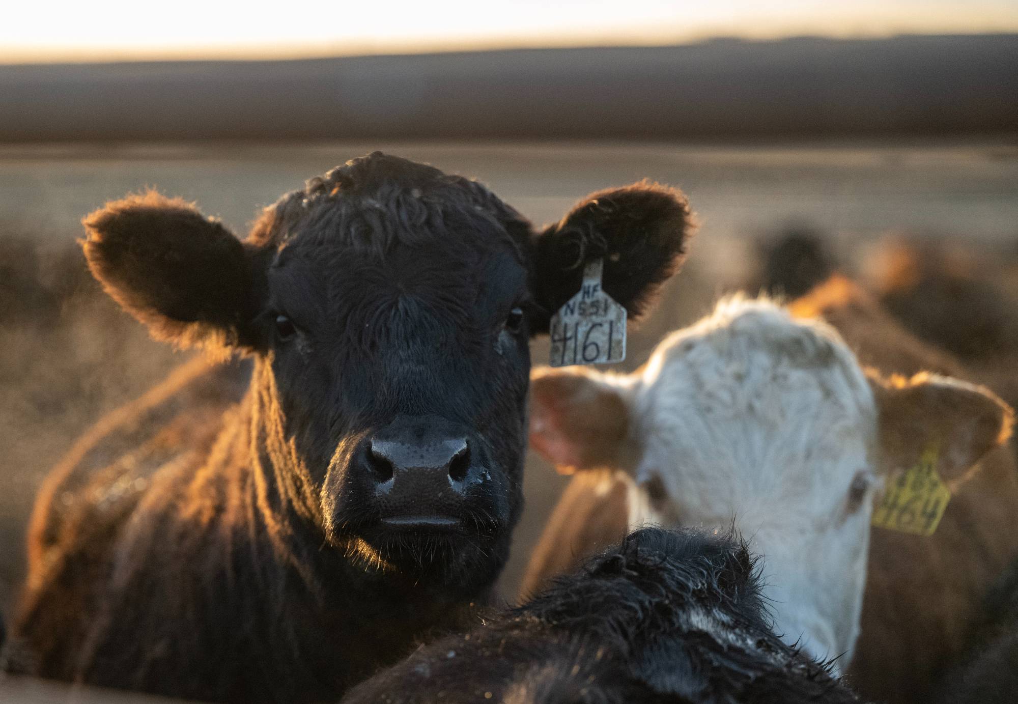 Cattle